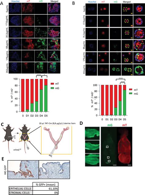 Recombinant Tat‐cre Exhibits Recombinase Activity On Endometrial