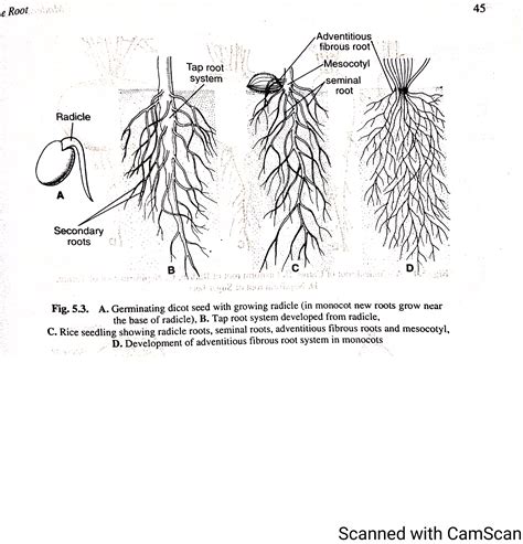 What Is Seminal Root System