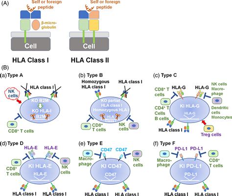 Cell Proliferation Cell Biology Journal Wiley Online Library