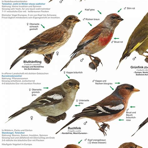 Einheimische Gartenv Gel Poster Deutsch Din A Poster Gro Format