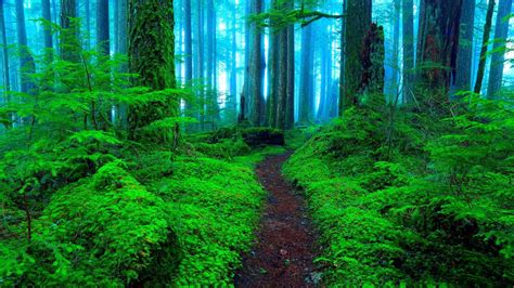 Green Forest Wallpapers - 4k, HD Green Forest Backgrounds on WallpaperBat