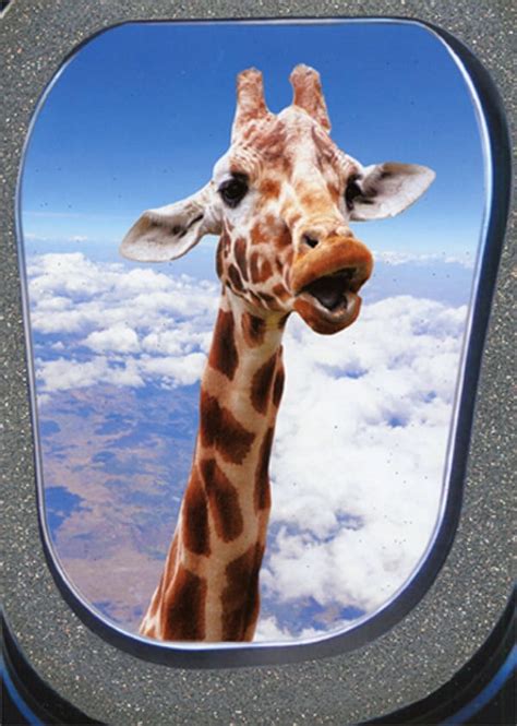 Portal Publications Giraffe Looking At Airplane Window Funny Humorous