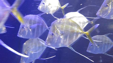 Aquarium of the Americas, New Orleans - Life Untethered