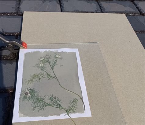 Making Pressed Flower Cyanotypes Floral Edit