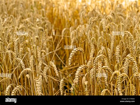 A FIELD OF WHEAT GROWING Stock Photo - Alamy