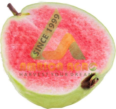 Guava In Pune अमरूद पुणे Latest Price And Mandi Rates From Dealers In