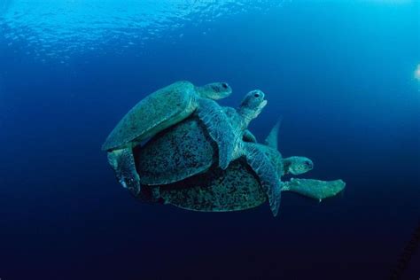 The Most Compelling Photos Of The Week — National Geographic Sea Turtle Pictures Turtle Sea