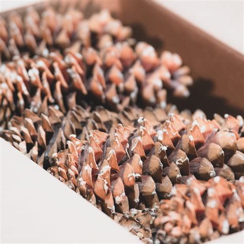 Buy Pine Cones In Bulk Pine Cones Direct