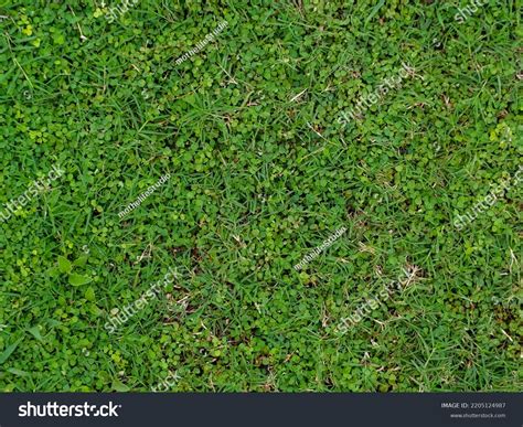 Green Grass Texture Nature Wallpaper Stock Photo 2205124987 | Shutterstock