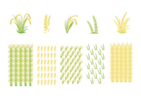 Rice Field and Rice Pattern Vectors 126249 Vector Art at Vecteezy