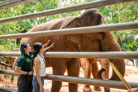 closer  wildlife    elephant   latest edition