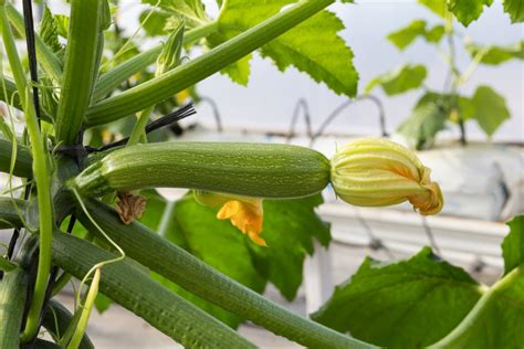 Culture De Courgette Semis Entretien Et R Colte R Ussis