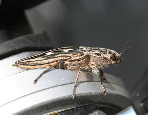 Sculptured Pine Borer Chalcophora Georgiana Bugguidenet