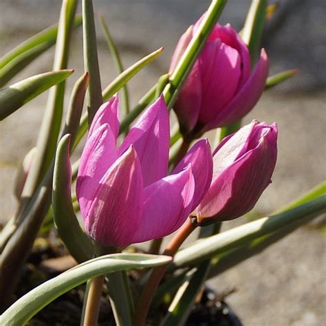 Tulipa humilis 'Helene' - Zwerg-Tulpe - Stauden Strasser
