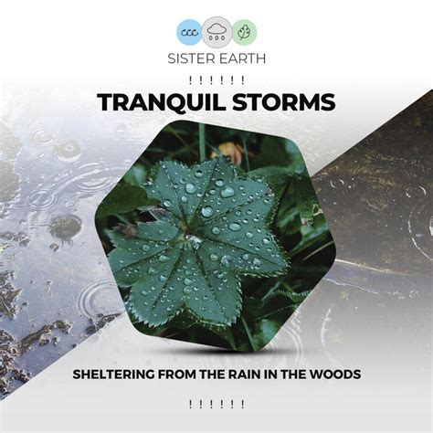 Tranquil Storms Sheltering From The Rain In The Woods