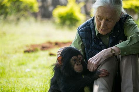 Jane Goodall Says Humanitys Disrespect Of The Natural World Brought