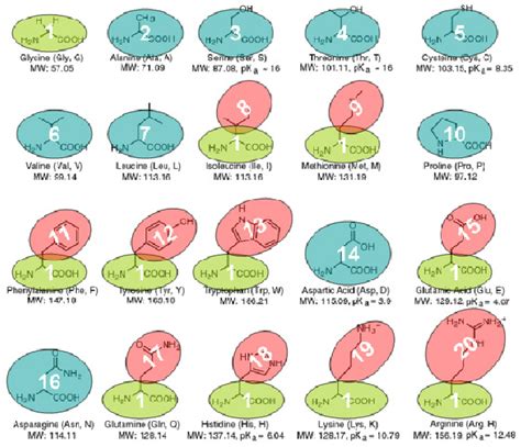 The Coarse Grained Models Of 20 Protein Amino Acids Download Scientific Diagram