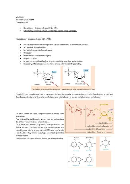 Nucleótidos y Ácidos nucleicos ADN y ARN Yassss uDocz