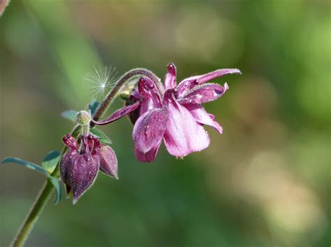 AKELEI Foto & Bild | pflanzen, pilze & flechten, blüten ...