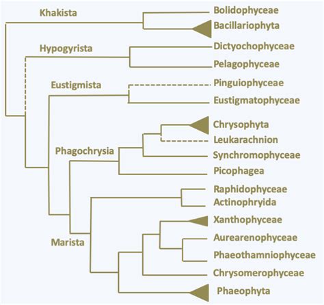 Ochrophyta Microbial Eukaryotes