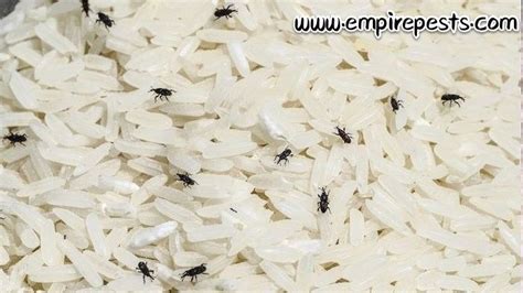 How to get rid of weevils in your pantry – Artofit