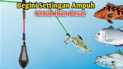 Selalu Berhasil Mancing Ikan Besar Dengan Settingan Ini Rangkaian