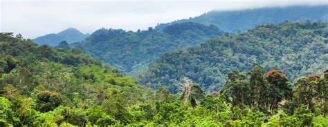 Qué es una selva húmeda Todo lo que necesitas saber sobre estas