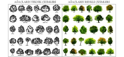 Profesyonel Ağaç çizimleri Autocad Profesyonel Ağaç çizimleri