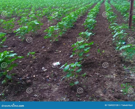 Growing Cotton Plant In Fieldcotton Plant Little Indian Farm