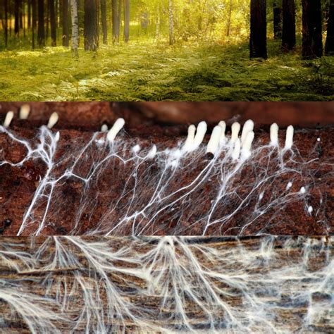 The Marvels of Mycelium: Nature's Hidden Network — Fresh Off The Cap