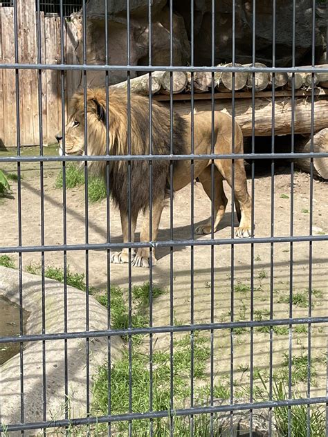 Zoos in der Nähe von Rheinland Pfalz Top Ausflugstipps aus dem