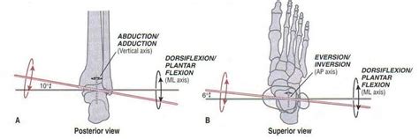 The Axis Of Rotation And Osteokinematics At The Talocrual Joint