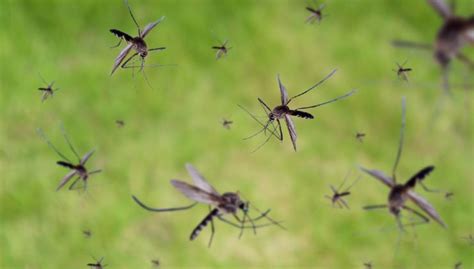 Invasione Di Zanzare In Arrivo Colpita Proprio Questa Amata Regione