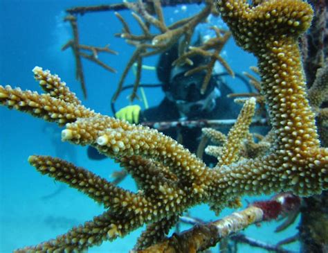 Underwater Gardening Coral Reefs And Aquaculture Science Connected Magazine