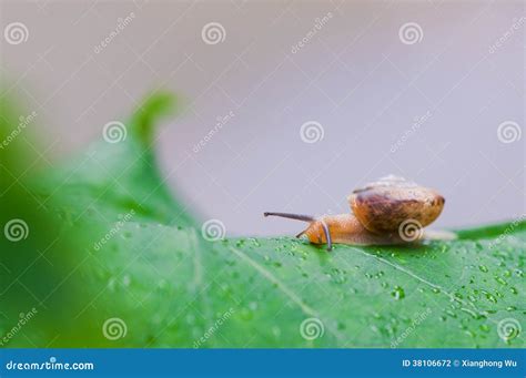 Snail On Greenery Stock Photo Image Of Helix Stem Plant 38106672