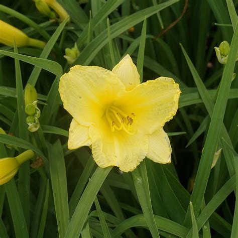 Hemerocallis Happy Returns Midwest Groundcovers Llc