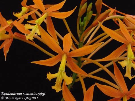 Epidendrum Schomburgkii Lindl Mauro Rosim Flickr