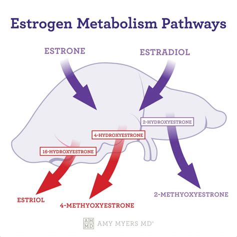 Estrogen Dominance Symptoms Causes And Solutions Amy Myers Md