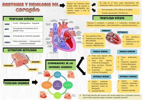 Corazón uDocz