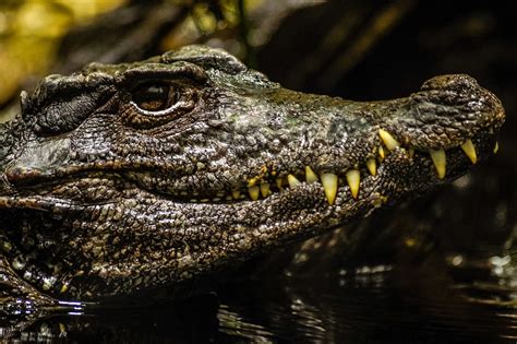 Alligator Cayman Reptile - Free photo on Pixabay - Pixabay