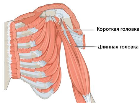 Качаем бицепс на турнике. Эффективно и правильно | MuscleFit