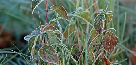 N Chtlicher Frost Geht In Sonnenschein Ber Welt