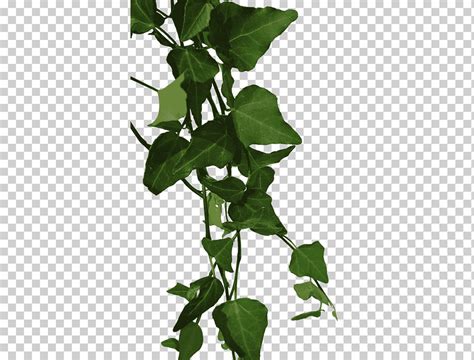 Planta De Hoja Verde Png Klipartz