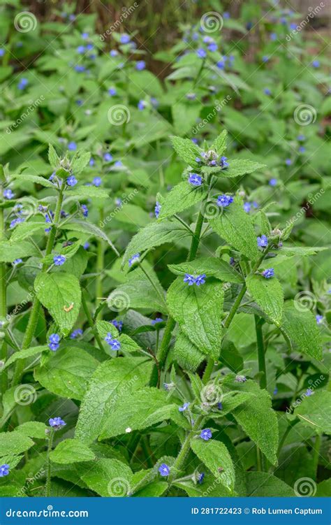 Green Alkanet Pentaglottis Sempervirens Blue Flowering Plants Stock