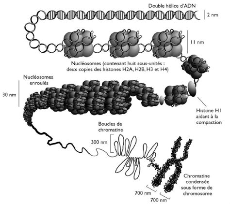 Du G Ene Au Chromosome La Condensation De L Adn Et Le R Le Du