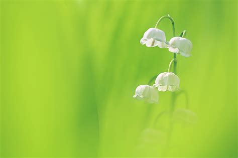 20 Lily Of The Valley Hd Wallpapers And Backgrounds