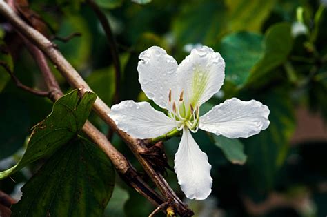 Brazilian Orchid Tree In Bloom Stock Photo Download Image Now