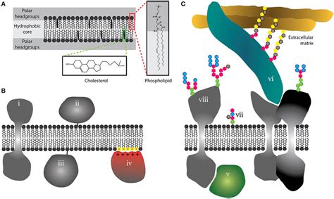 Schematic Illustration Of The Basic Structure Of Lipid Bilayer And