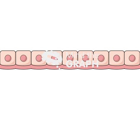 Simple Cuboidal Epithelium