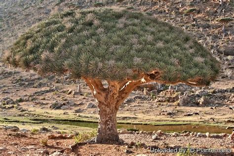 Dracaena Cinnabari